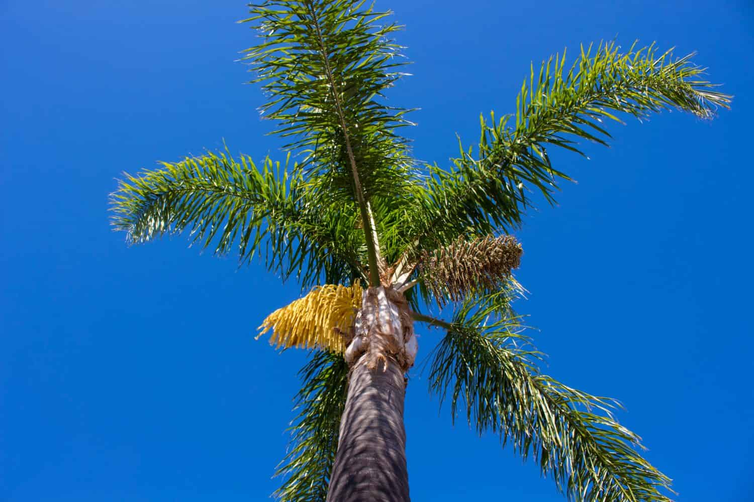 L'alta e maestosa palma Cocos plumosa Queen sarà presto in fiore con baccelli che si formeranno pendenti dalla sua corona verde all'inizio dell'estate, essendo una pianta da giardino decorativa preferita.