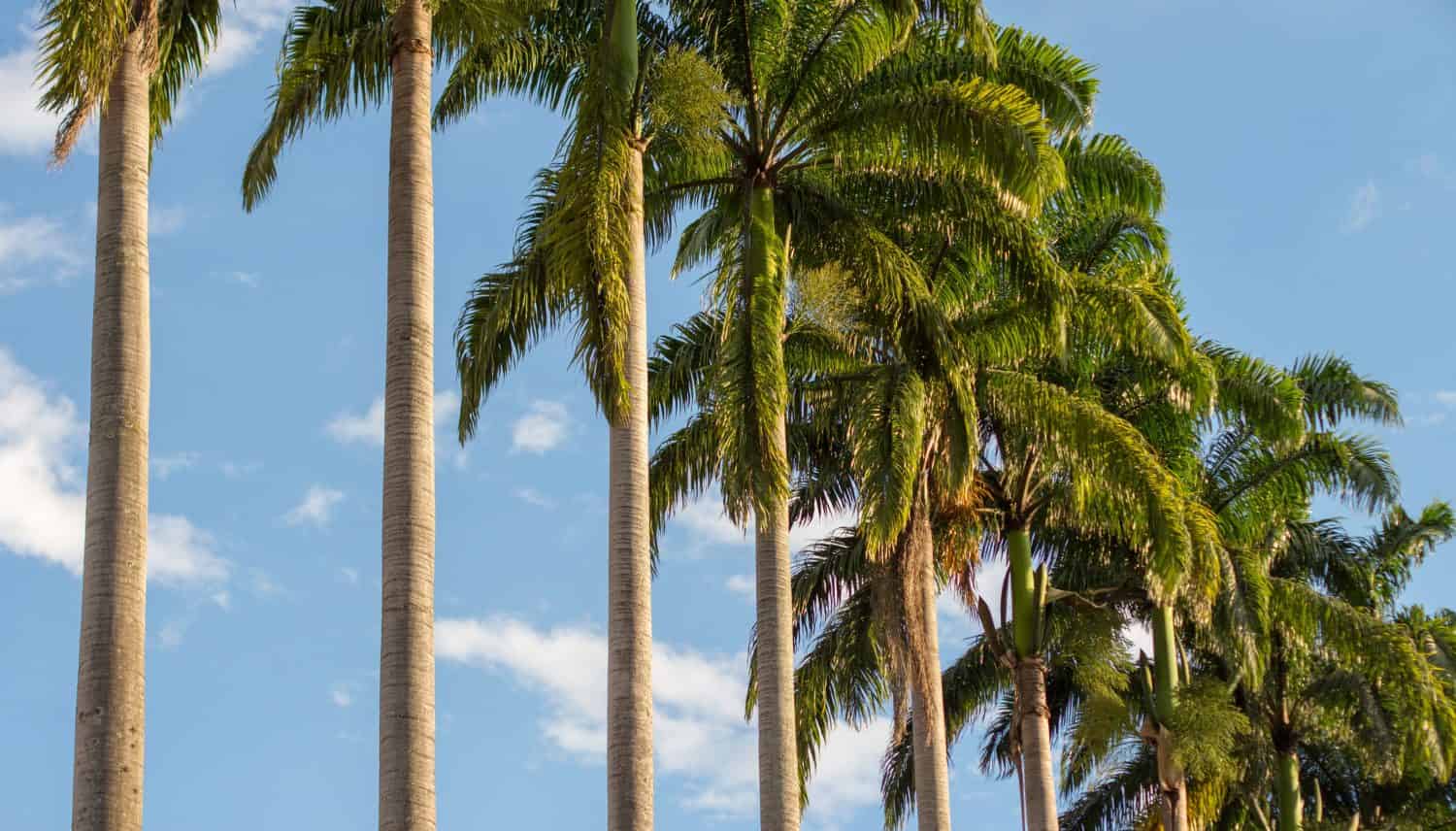 Roystonea oleracea, conosciuta anche come palma reale dei Caraibi, palmiste, palma imperiale o palma cavolo.  Villeta, Cundinamarca, Colombia.