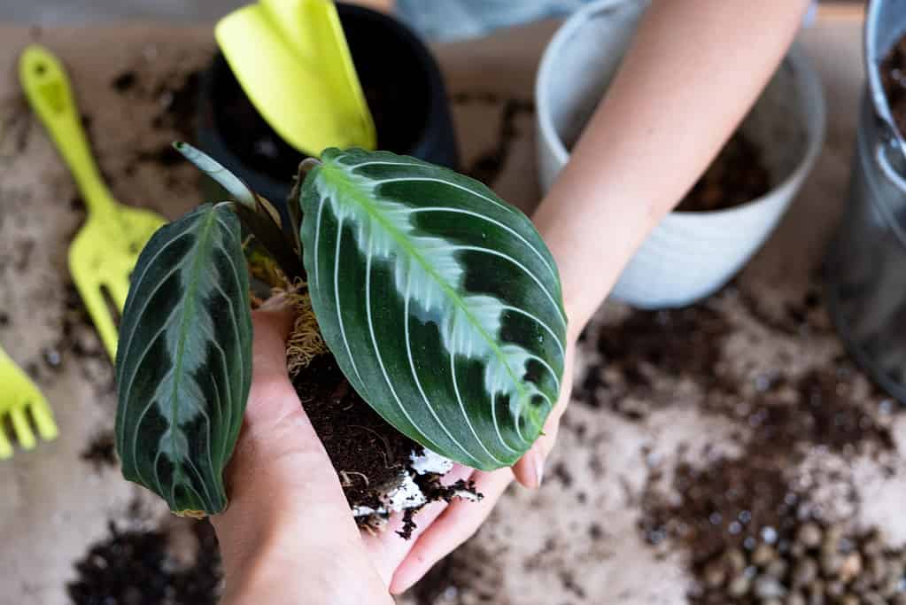 La ragazza ripianta una pianta d'appartamento Maranta in vaso in un nuovo terreno con drenaggio.  Una varietà rara di Marantaceae leuconeura Massangeana Cura delle piante in vaso, cospargere a mano il composto con una paletta e pressarlo in un vaso.  Hobby e ambiente