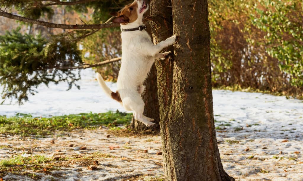 Un Jack Russell tA Jack Russell terrier che insegue uno scoiattolo su un treeerrier che salta un albero