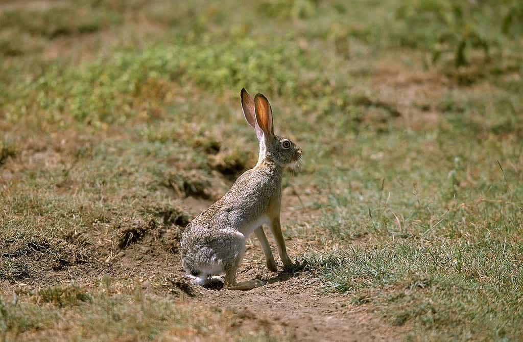 Lepre del Capo, lepus capensis