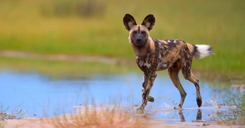 Razze di cani selvatici: cane selvatico africano