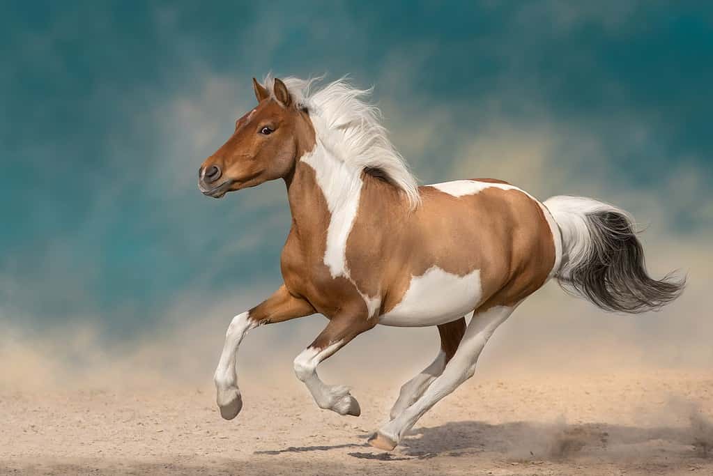 Bellissimo cavallo pinto che corre sulla tempesta del deserto
