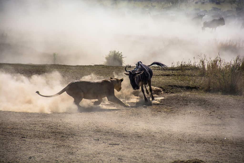 Una femmina di leone tende un'imboscata a uno gnu in una pozza d'acqua in Tanzania, nel Serengeti