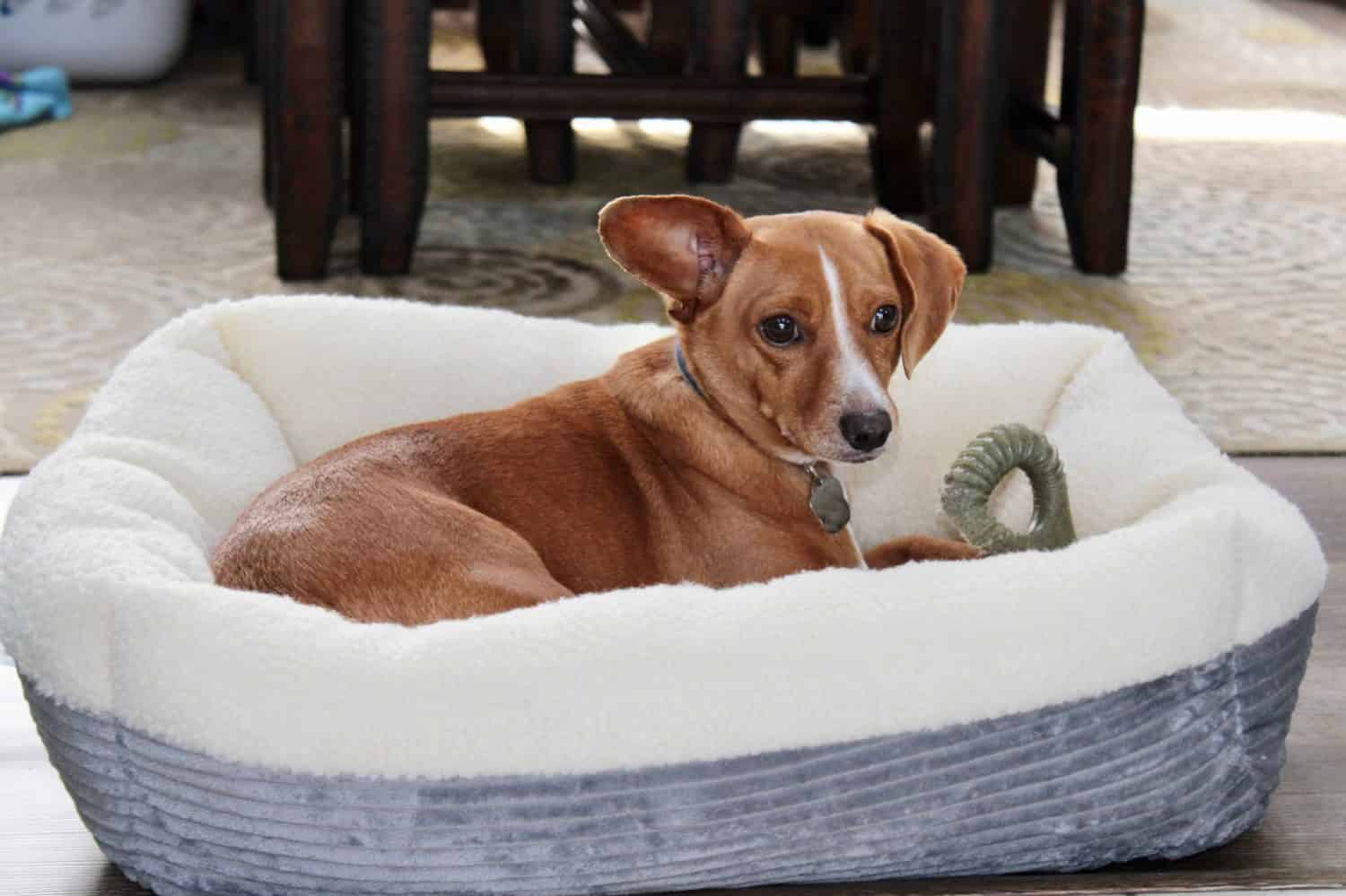 Un giovane Chiweenie, un mix di razze di cani Chihuahua e bassotto, sdraiato su un letto grigio all'interno di una casa di periferia.  L'adorabile cucciolo sta riposando, ma è vigile con un orecchio in piedi.