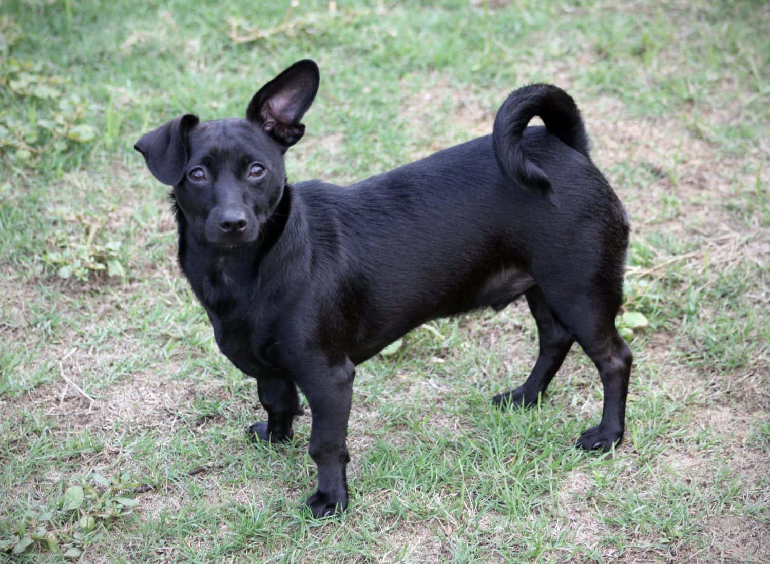 Cane giovane e nero