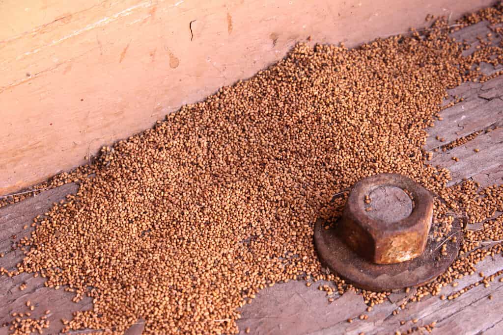 Segni di infestazioni di termiti, un esempio di escrementi di termiti al di fuori della colonia.