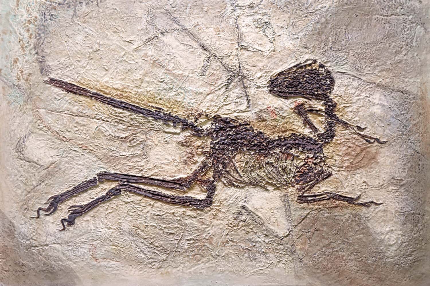 Fossili di dinosauro: Zhenyuanlong suni, Liaoning, Yixian Cina.  Prima dimostrazione della morfologia delle piume nel dromaeosauride dalle braccia corte, il più grande dinosauro non aviario con ali complesse.  Messa a fuoco selettiva