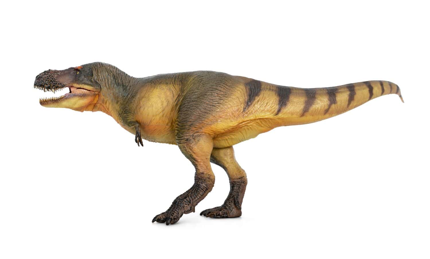 Zhuchengtyrannus È un dinosauro teropode del tardo Cretaceo appartenente alla famiglia dei Tyrannosauridae.  isolato su sfondo bianco.