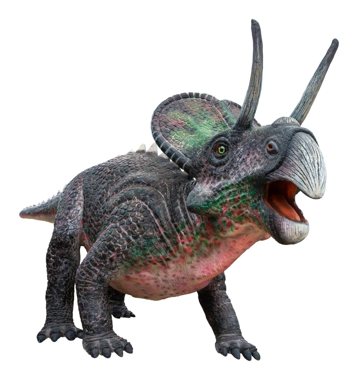 Zuniceratops era un dinosauro erbivoro ceratopsiano della metà del Turoniano del tardo periodo Cretaceo, Zuniceratops isolato su sfondo bianco con tracciato di ritaglio
