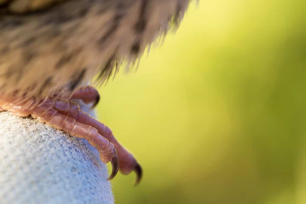 Artigli come quelli visti sui rapaci vengono usati dagli Snallygaster per rapire le vittime. 