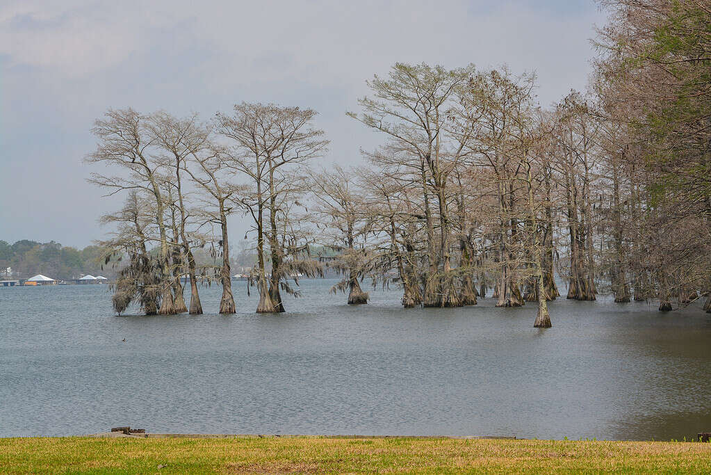 Cipressi ricoperti di muschio nel lago Bruin sul fiume Mississippi a St Joseph, parrocchia di Tensas, Louisiana