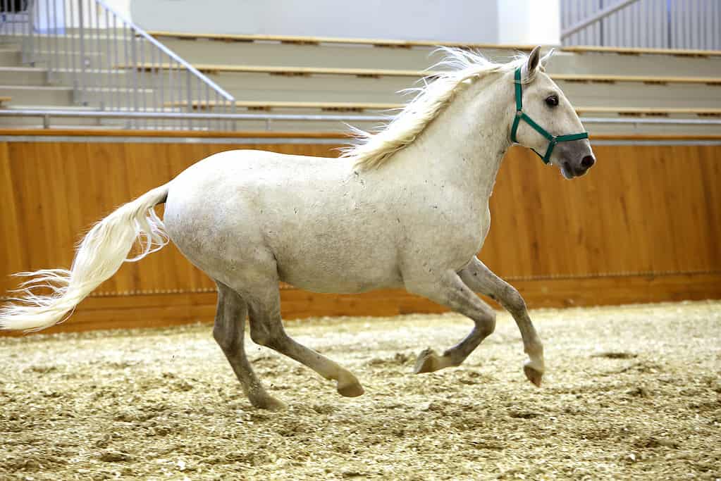 Cavallo lipizzano d'élite al galoppo attraverso l'arena