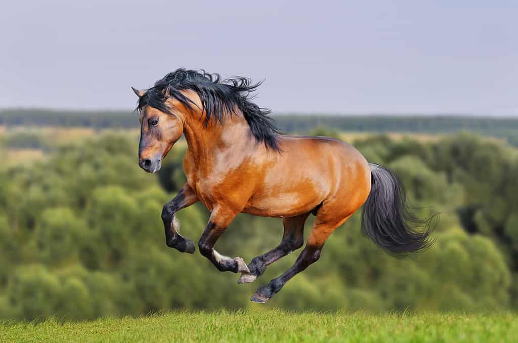 cavallo lusitano corre libero nel campo