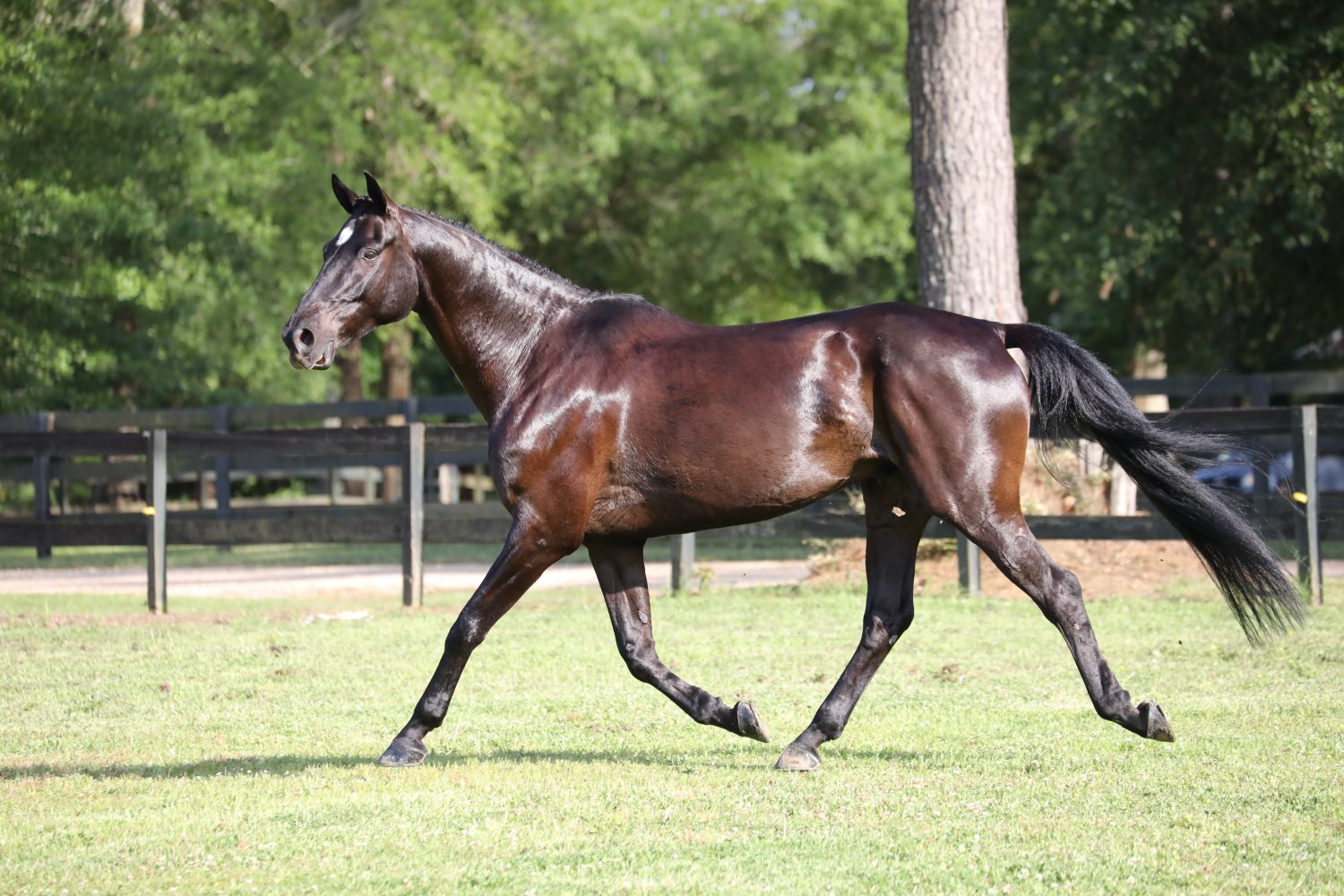 Dark Bay Irish Sport Cavallo al trotto in un paddock