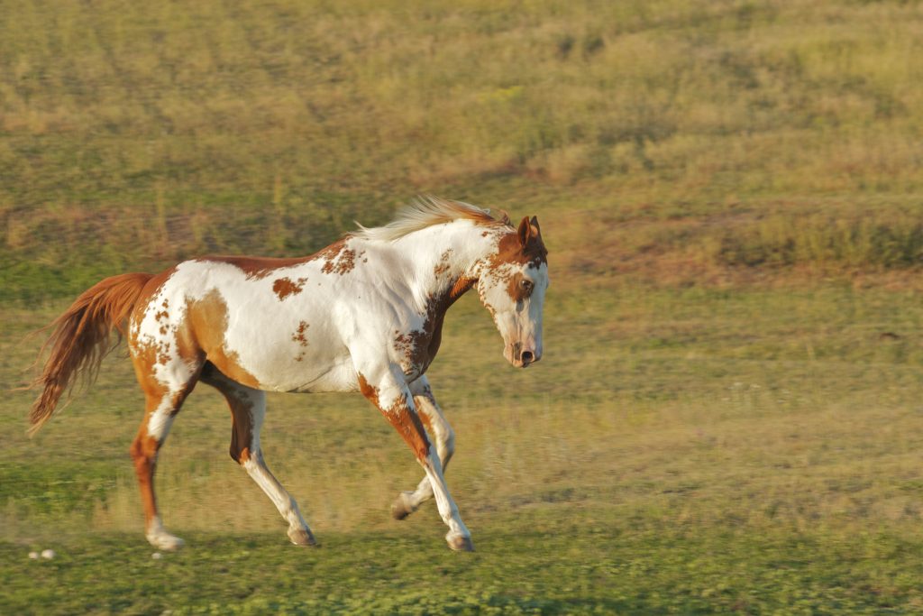 Dipingi il cavallo in corsa