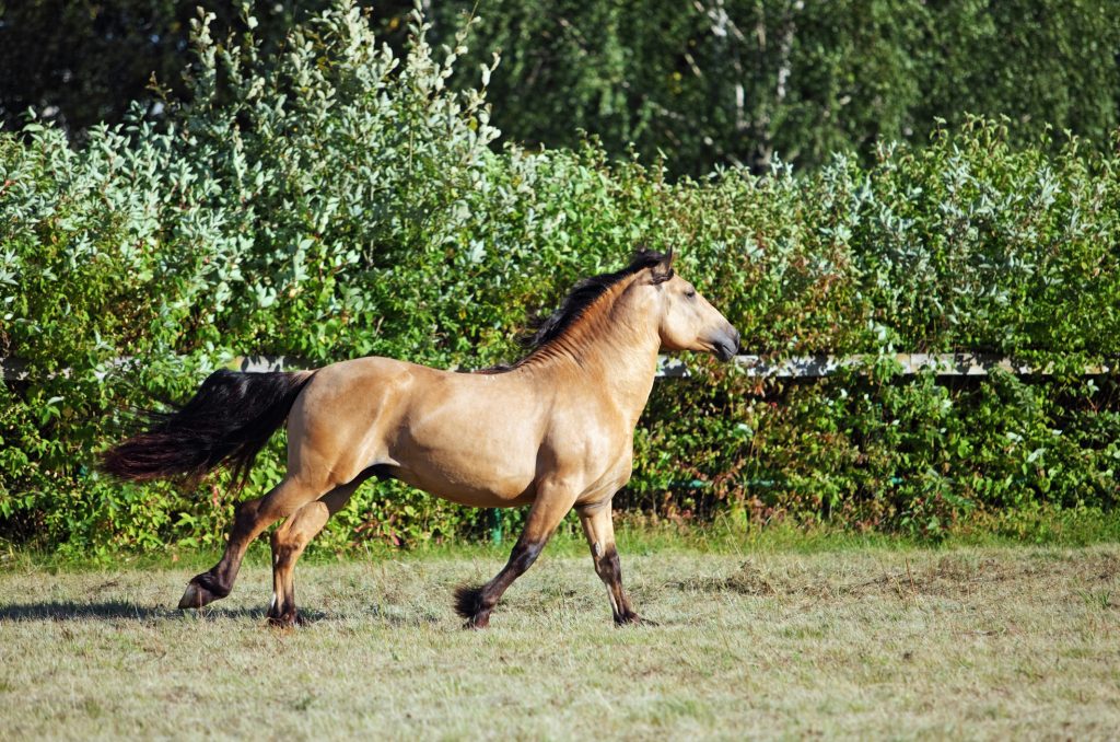 Cavallo Paso Fino al galoppo in una scuderia