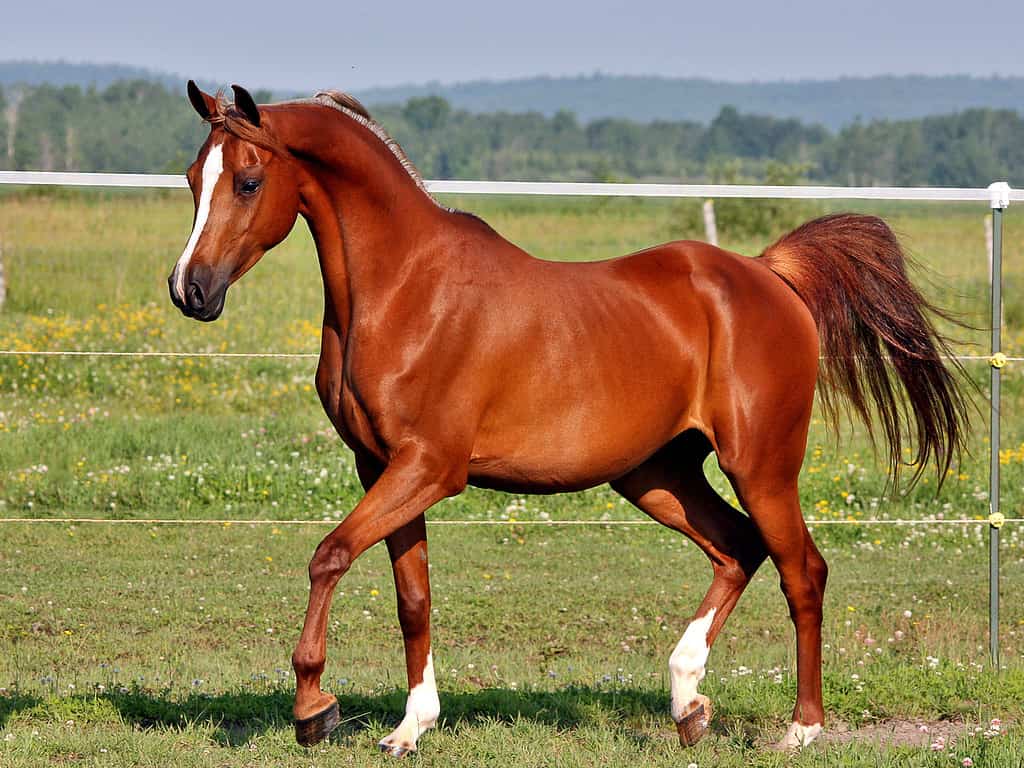 Cavallo arabo bellissimo cavallo arabo