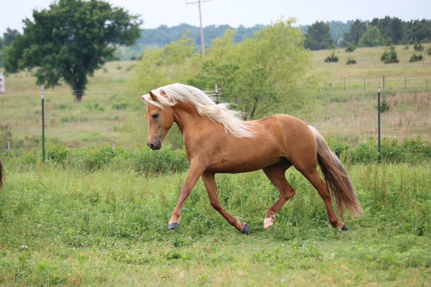 Palomino Morgan Stallone