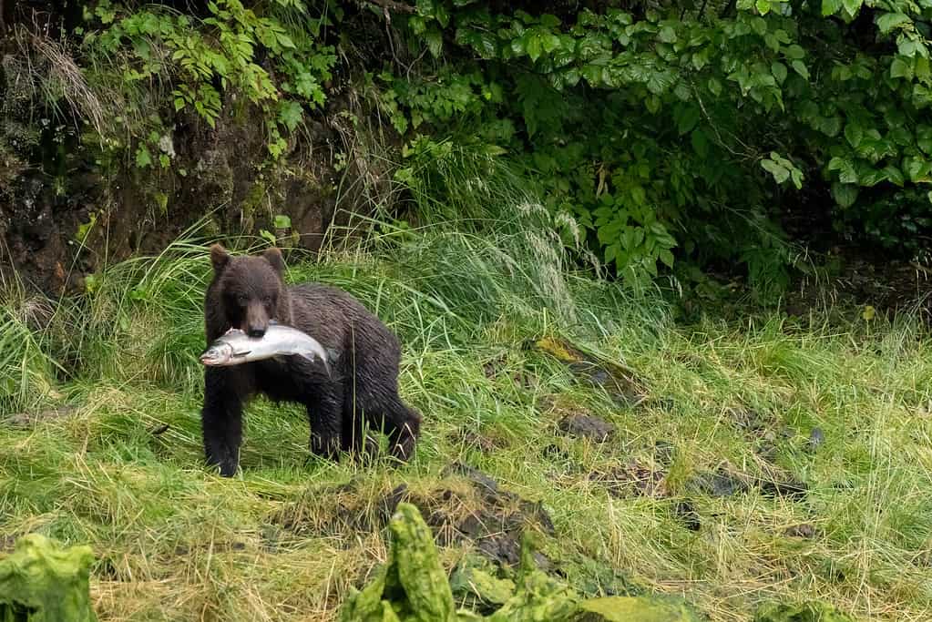 Orso grizzly bruno costiero che trasporta un salmone