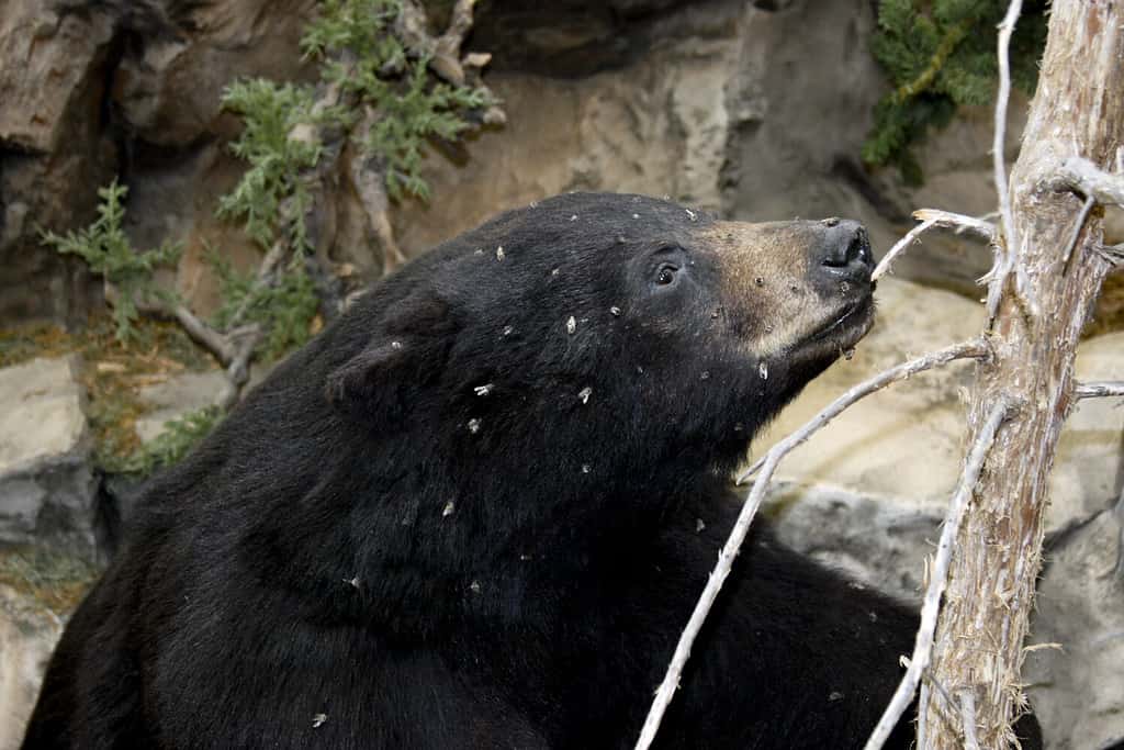 curioso orso nero ricoperto di api mellifere