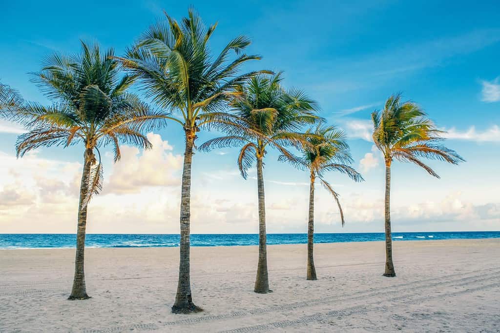 Paesaggio vuoto della spiaggia della Florida con cinque palme e oceano al tramonto
