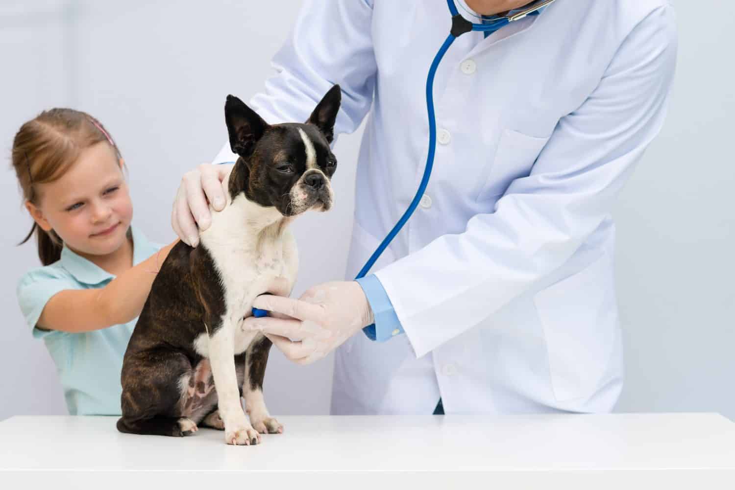 Un veterinario esamina un piccolo cane Boston Terrier in presenza della proprietaria di una giovane ragazza