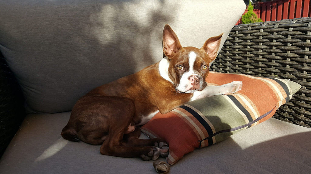 Simpatico cucciolo di cane Brindle Boston Terrier che riposa alla luce del sole all'esterno sul cuscino del patio