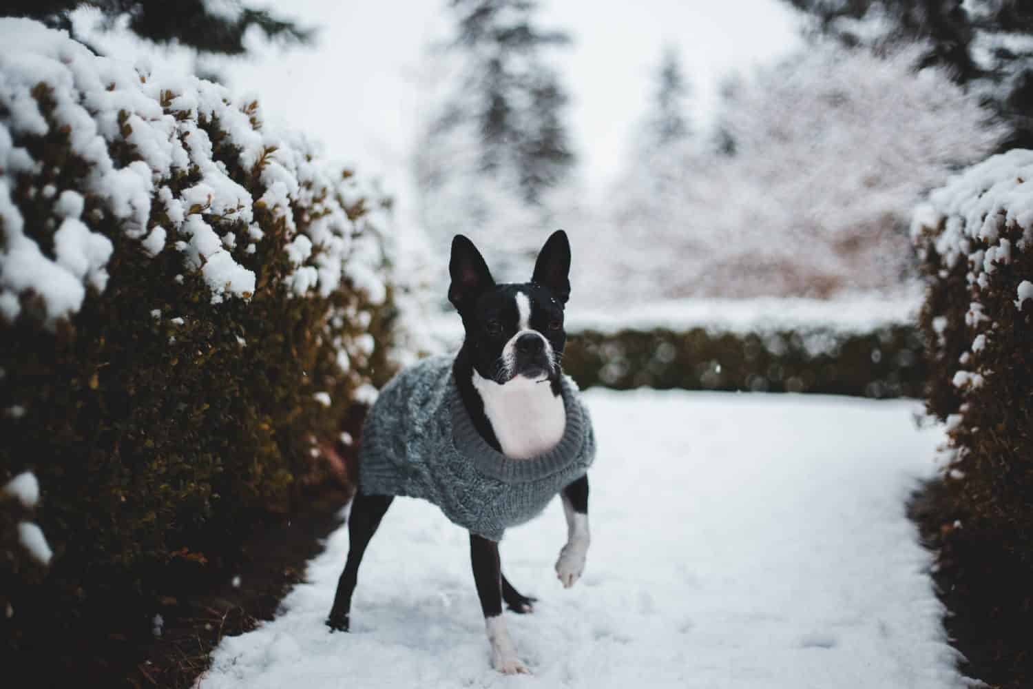 Boston Terrier che indossa un maglione nella neve