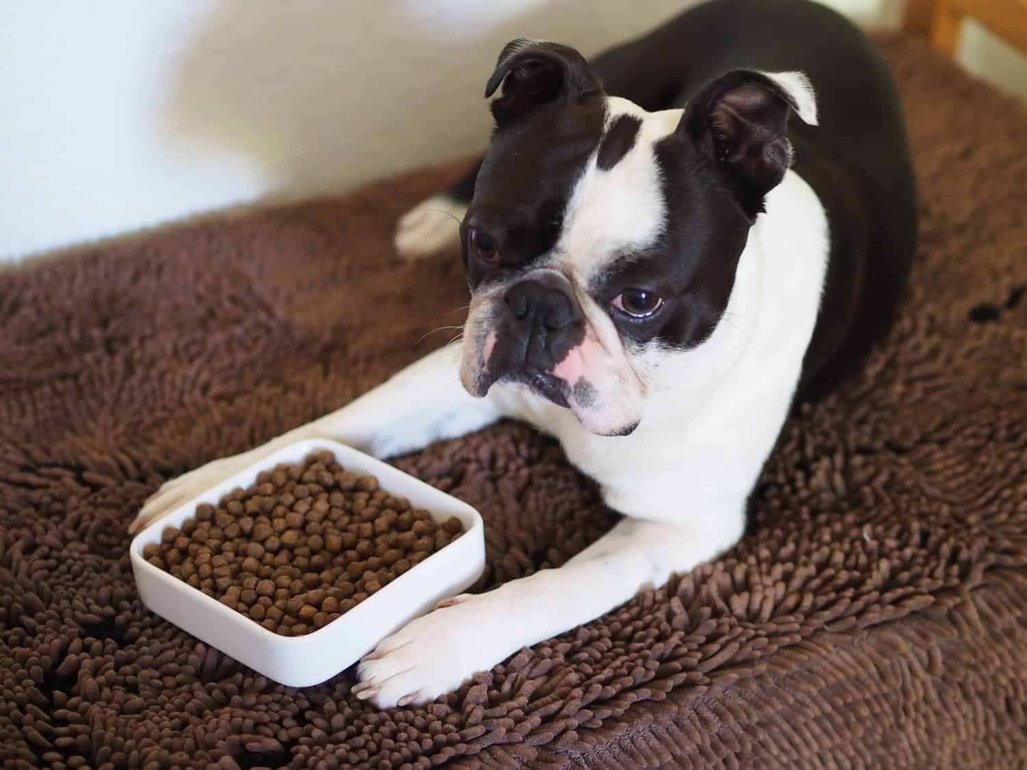 Ritratto di un adorabile cane di colore bianco e nero con la faccia schiacciata che guarda il cibo per cani.  Cane Boston Terrier con una faccia buffa che aspetta il segnale per mangiare i suoi snack.