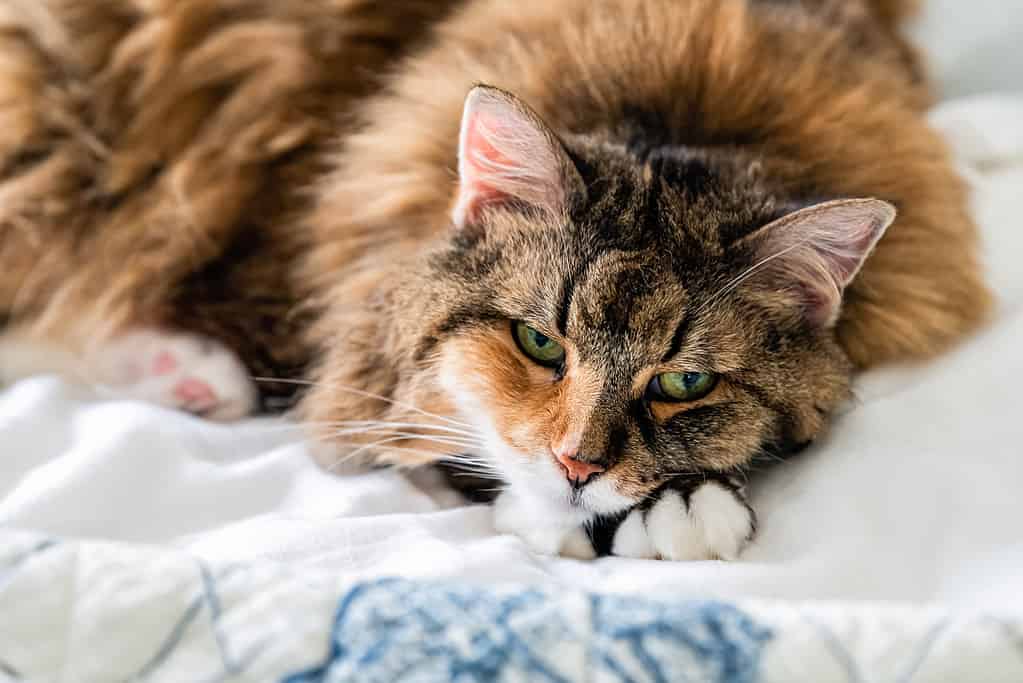 Ritratto del primo piano di un volto triste e sonnolento del gatto calico maine coon sdraiato sul letto nella camera da letto che guarda giù annoiato dalla depressione