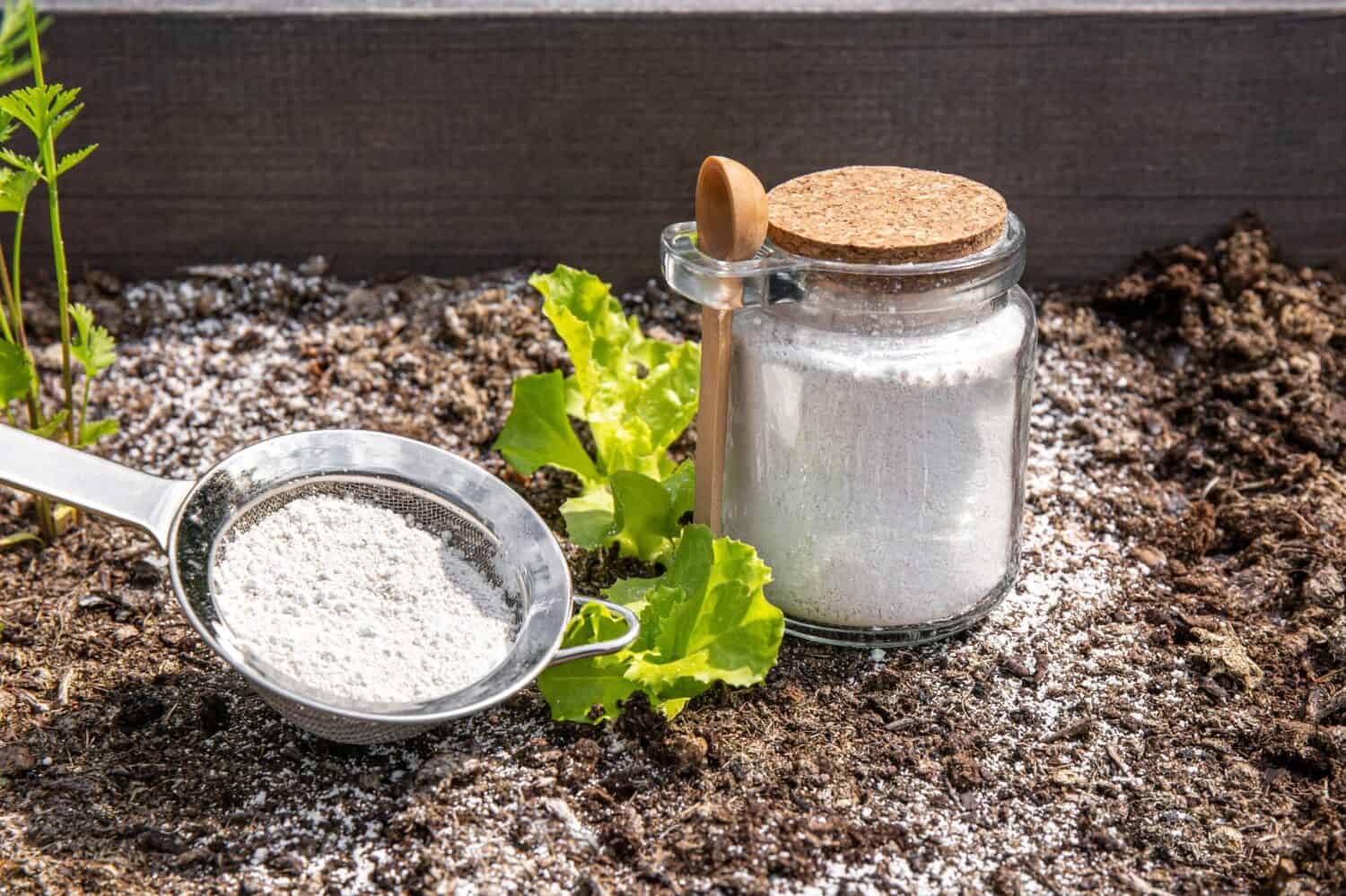 Polvere di terra di diatomee (Kieselgur) in barattolo per repellente per insetti organico non tossico.  Utilizzo della diatomite nel concetto di giardino.