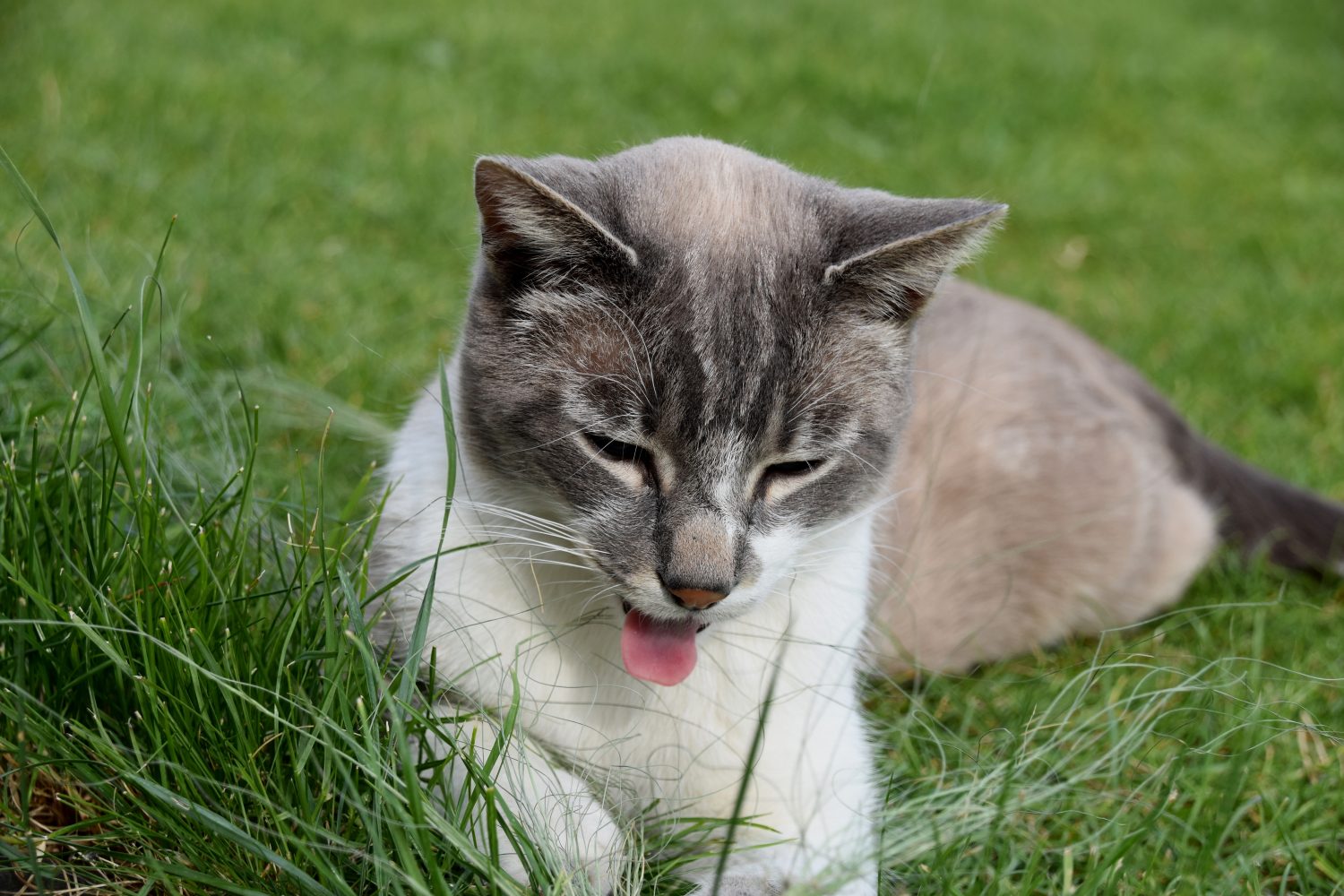 Gatto divertente che tira fuori la lingua