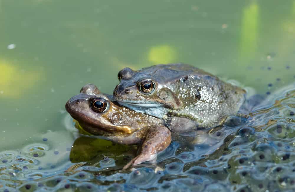 Rane.  Due rane comuni da giardino (nome scientifico: Rana Temporaria) che si accoppiano in un laghetto da giardino, circondate da uova di rana.  Primi segnali di primavera.  Rivolto a sinistra.  Sfondo sfocato.  Orizzontale.