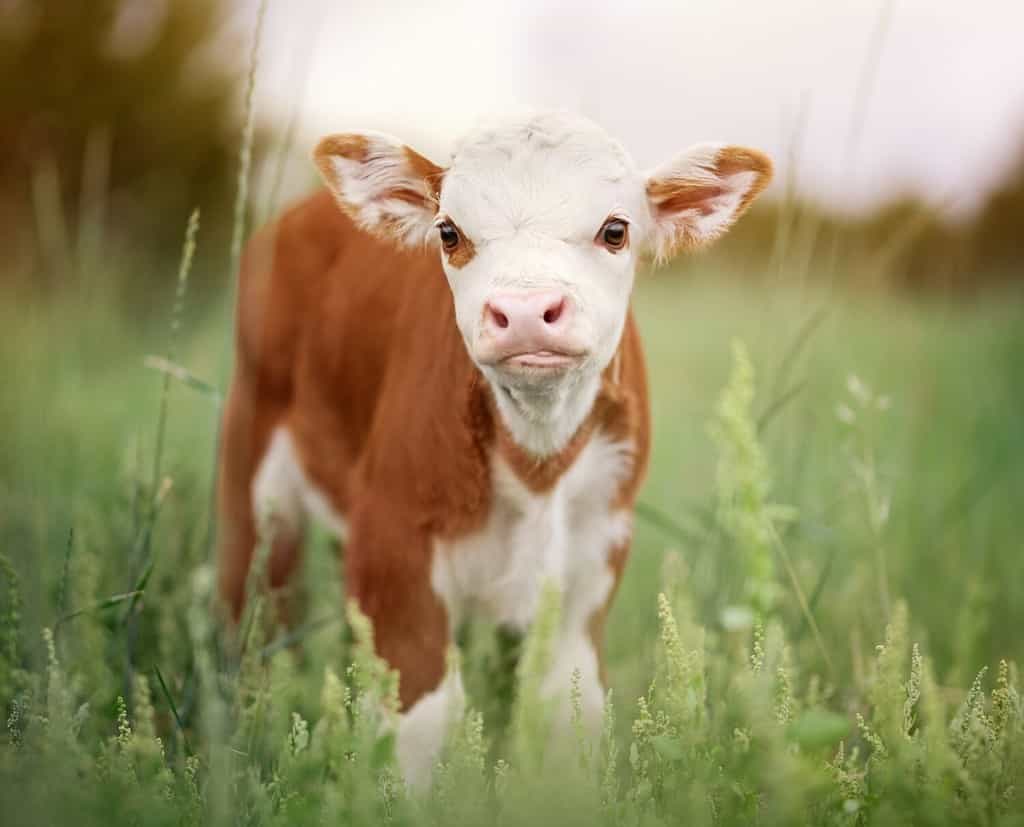 Vitello Baby Cow Mini Hereford nel campo pascolo al tramonto