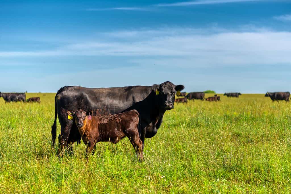 Una mucca e un vitello di angus nero pascolano su un prato verde.  Agricoltura, allevamento del bestiame.