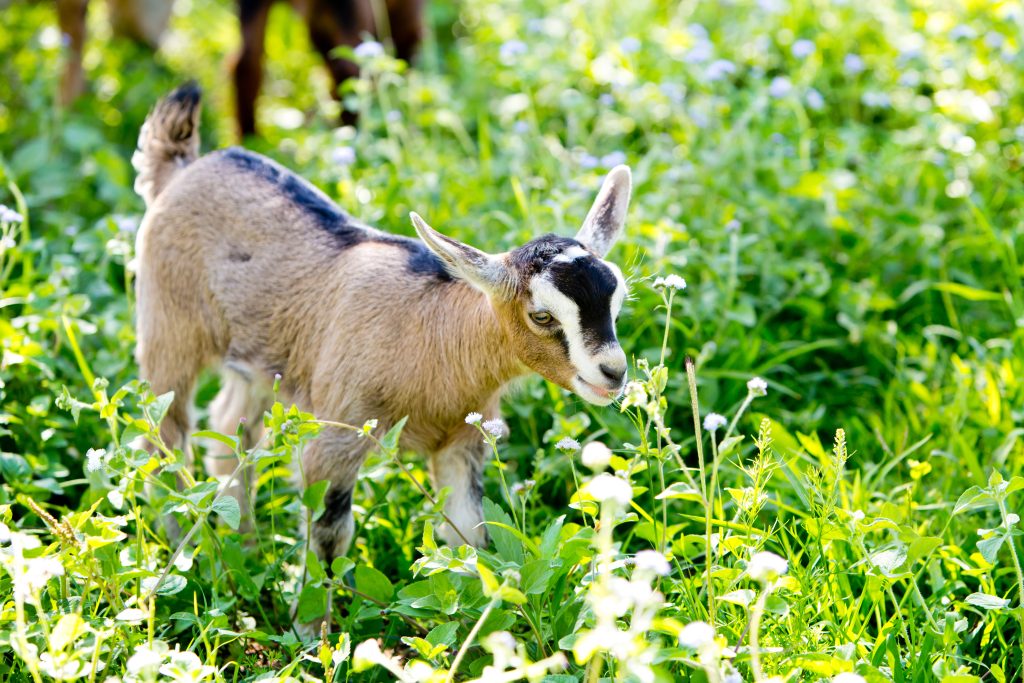 Giovane capretto in miniatura beige, in parte pigmeo nel prato