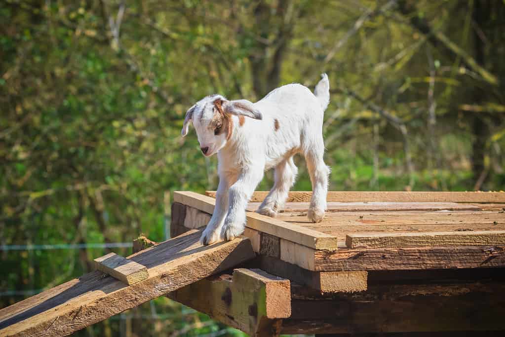 Un giocoso capretto che salta in un caseificio inglese nel Norfolk