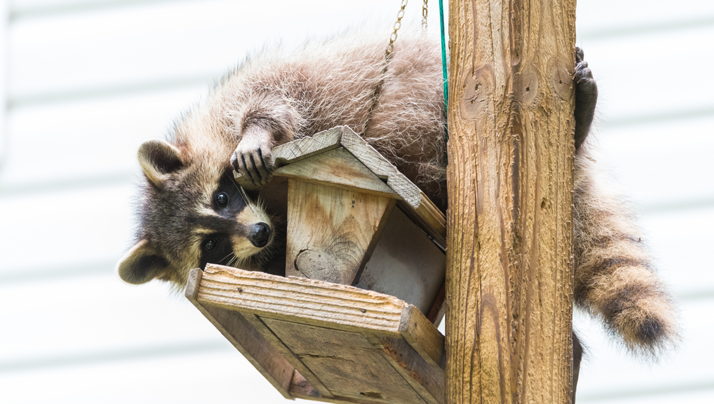 Procione (Procione lotor) su una mangiatoia per uccelli, Ontario orientale.  Il mammifero mascherato cerca e trova un pasto facile.  Amanti degli animali amichevoli che aiutano le creature del bosco.