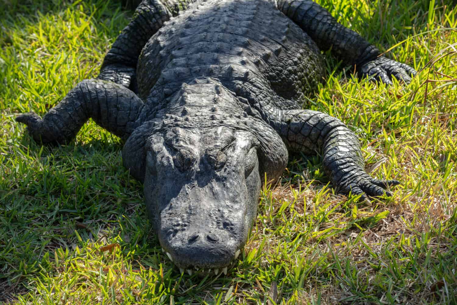 un enorme alligatore che sonnecchia con un sorriso a trentadue denti