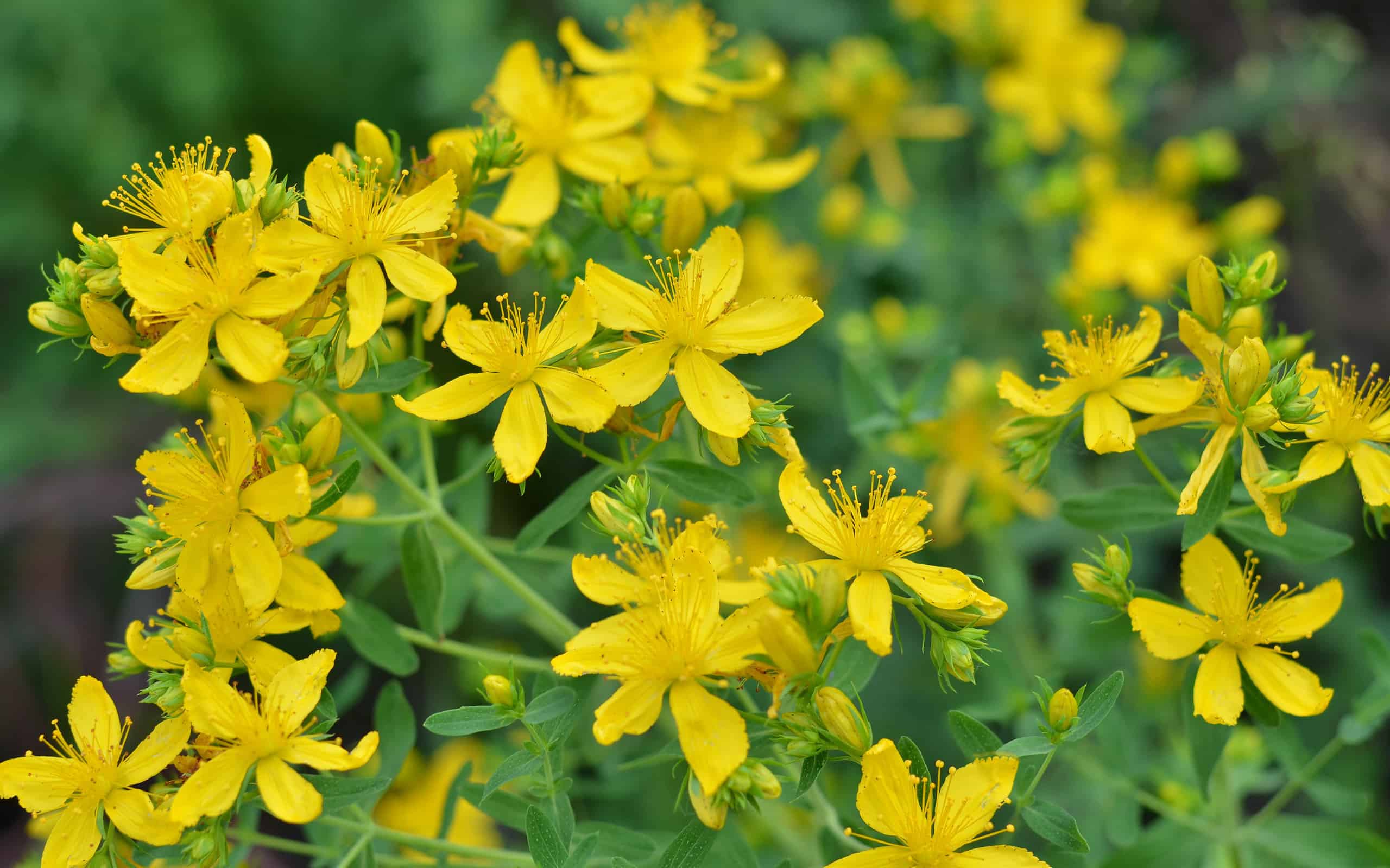 Hypericum perforatum o erba di San Giovanni in fiore - pianta utilizzata nella medicina popolare.