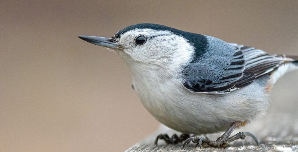 Primo piano di un picchio muratore dal petto bianco