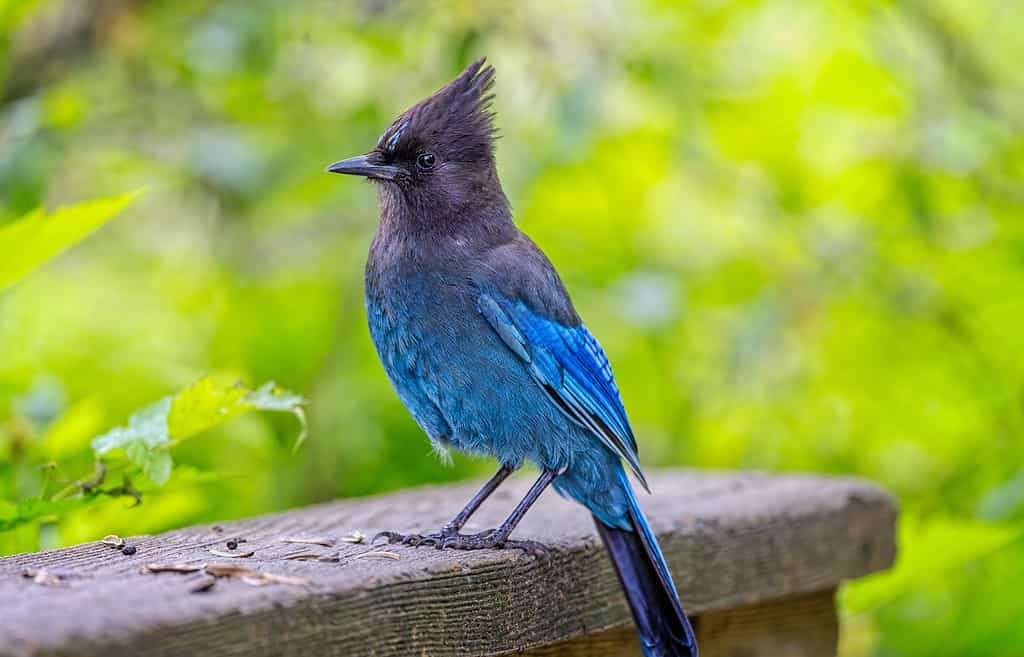 Primo piano di uno Stellar's Jay a Stanley Park, Vancouver, British Columbia, Canada, il 31 maggio 2023