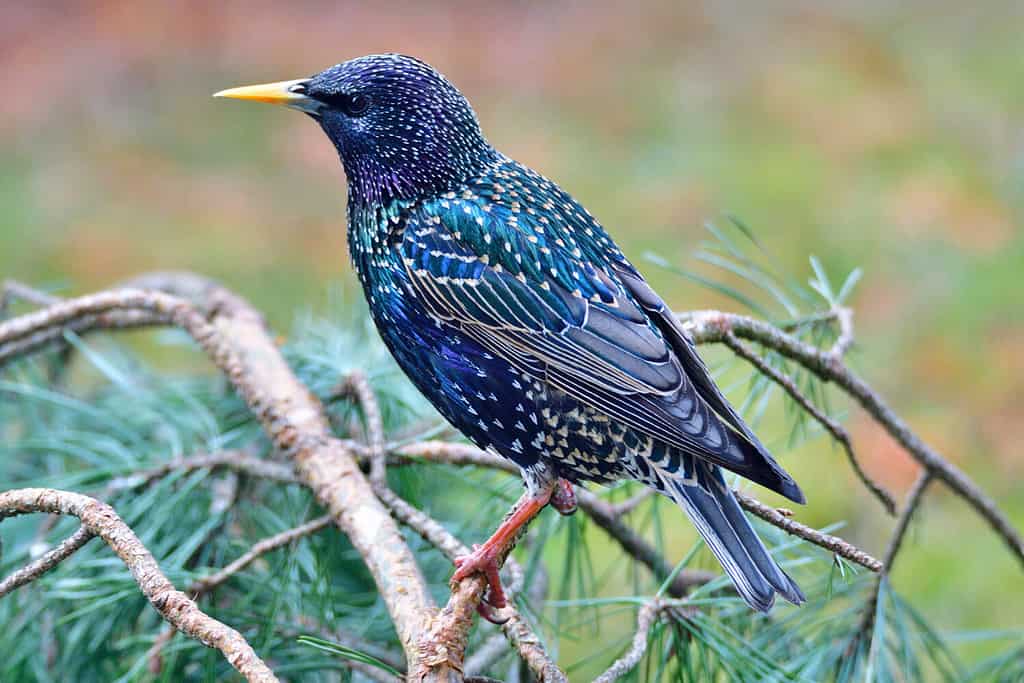 Storno comune (Sturnus vulgaris), noto anche come storno europeo,