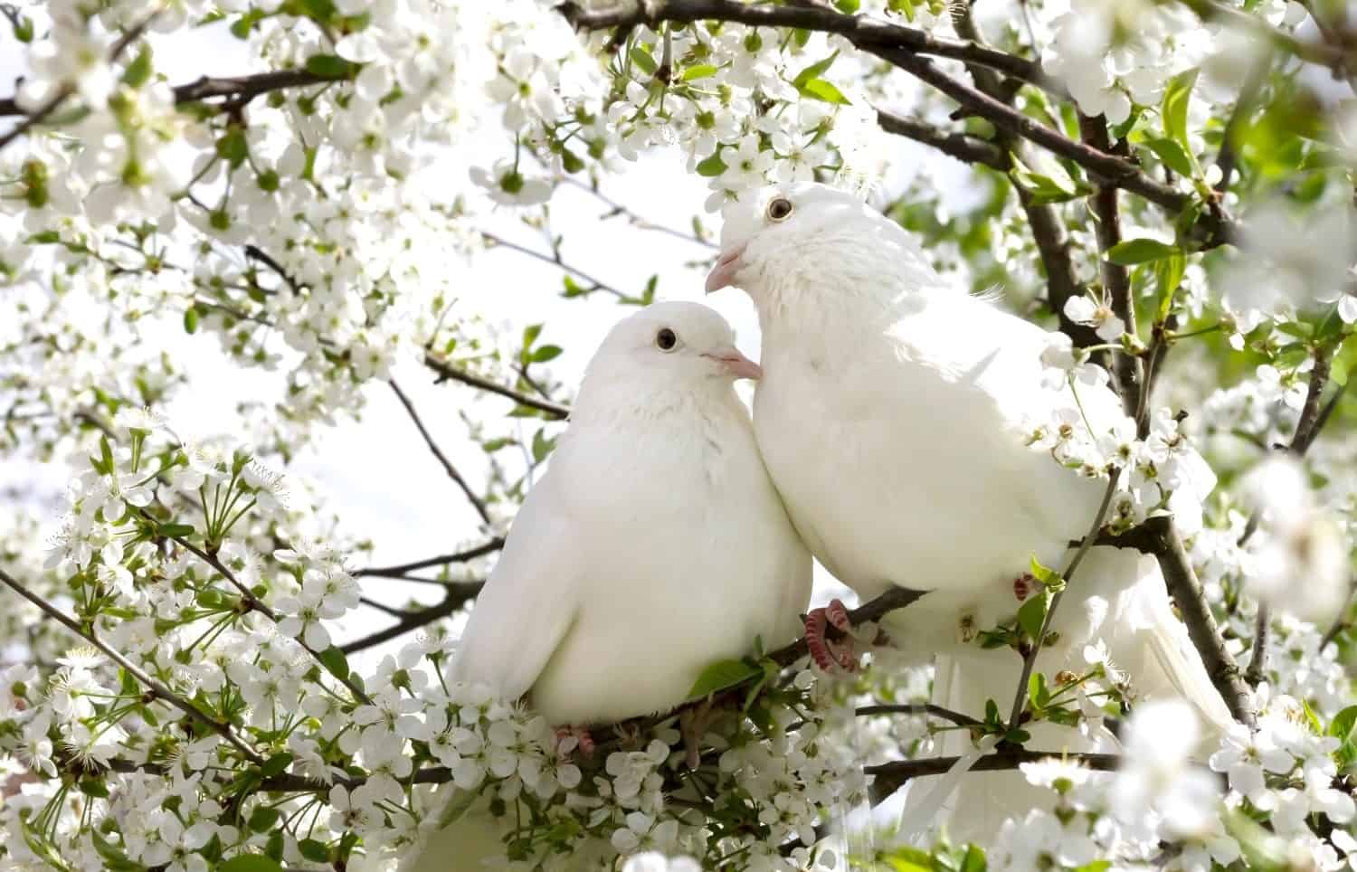 Due colombe bianche con amore.  Concetto di San Valentino e del giorno più dolce.  Coppia di piccioni uccello sull'albero con sfondo di giardini in fiore. Concetto di famiglia fine amore. Coppia di uccelli amante.  concetto insieme