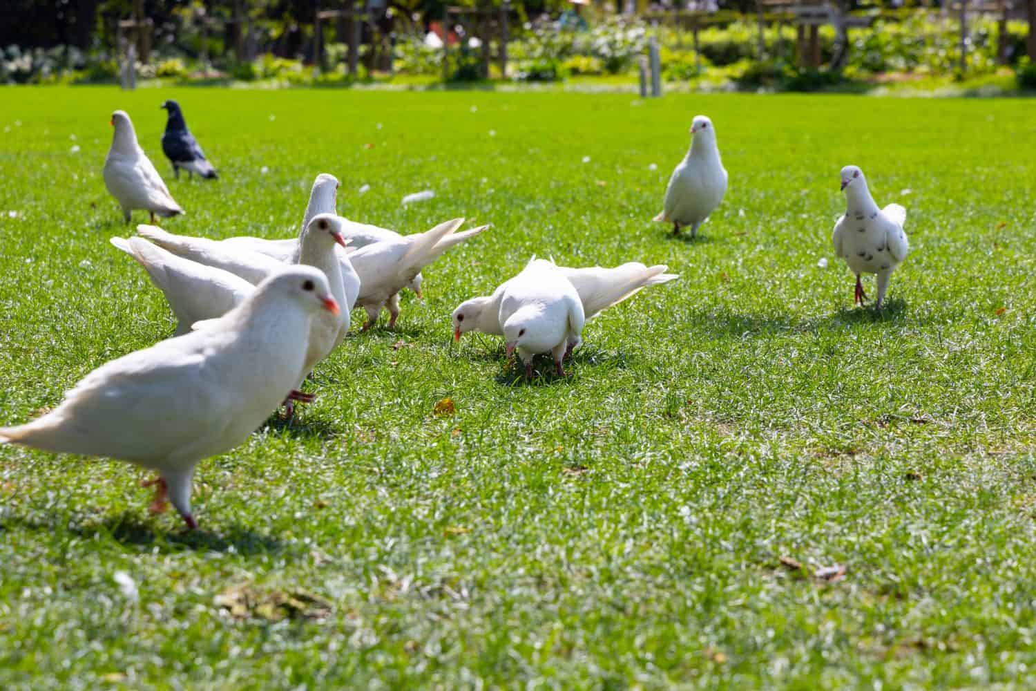 La colomba bianca sul prato del parco, conosciuta anche come colomba della pace
