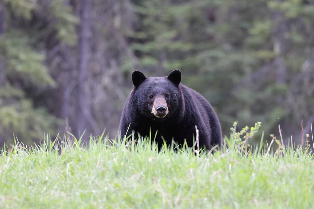 Orso nero americano (Ursus americanus) Parco nazionale Jasper Canada
