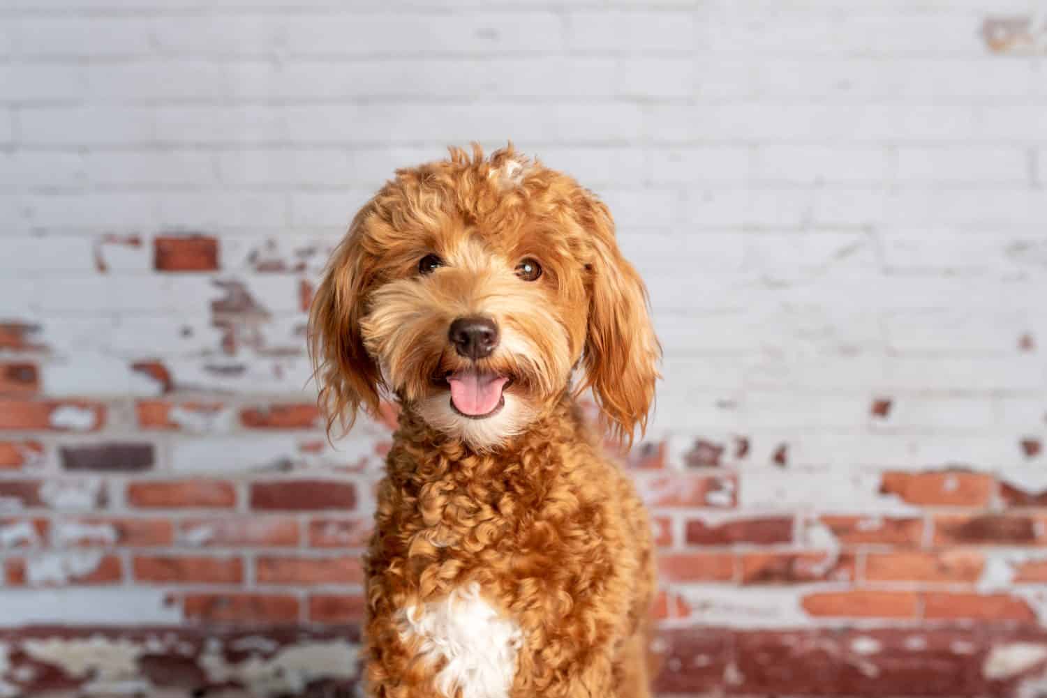 Mini Goldendoodle, cucciolo di doodle dorato in studio