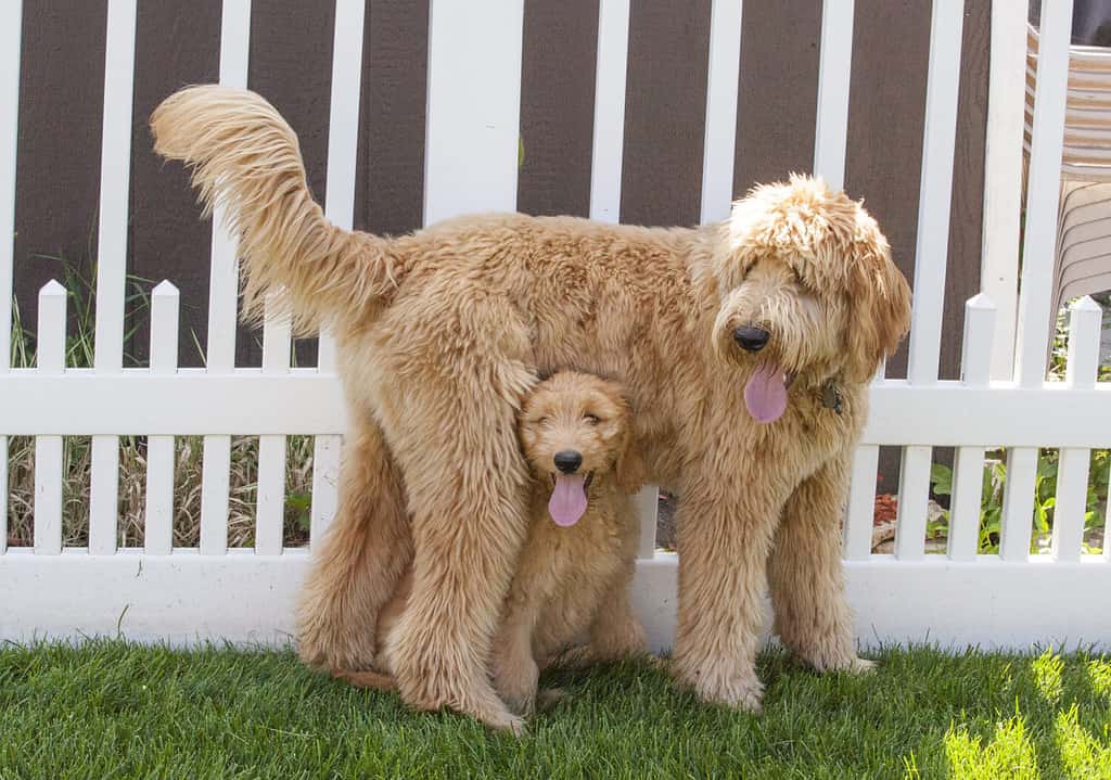 Un piccolo cucciolo di Goldendoodle (Woody) siede in posizione verticale sotto un cucciolo di Goldendoodle più grande (Toby) in piedi in un cortile