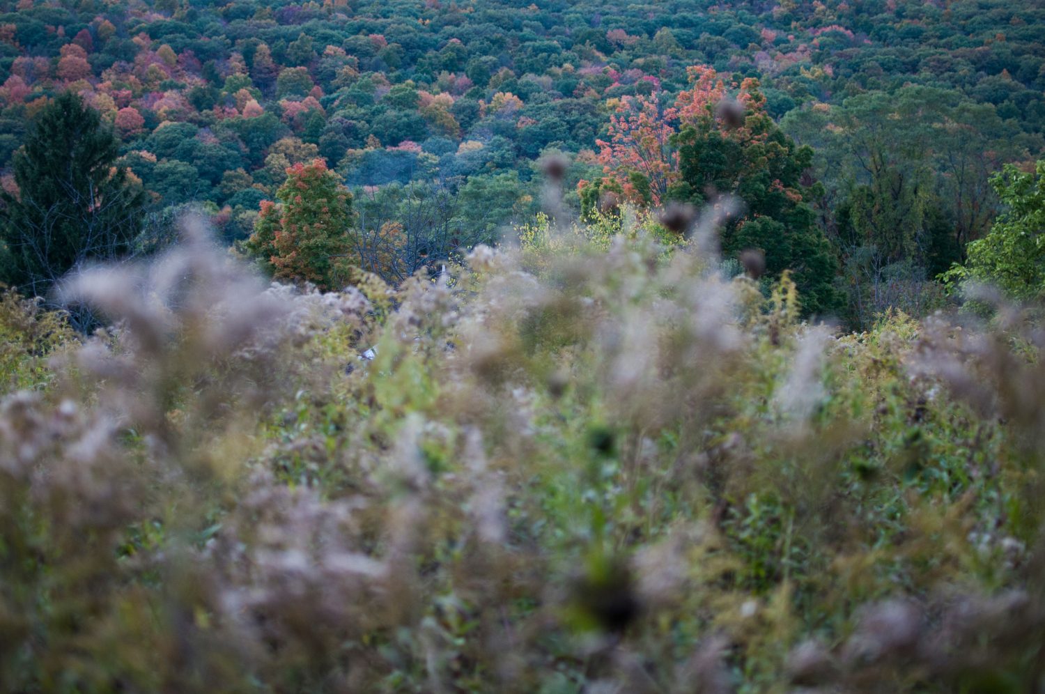 Una foresta colorata nel Massachusetts, USA. 